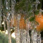 citrus-freeze