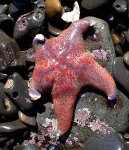 5968-starfish-wasting