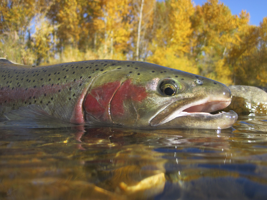 bigstock-Boise-River-steelhead-trout-45483820