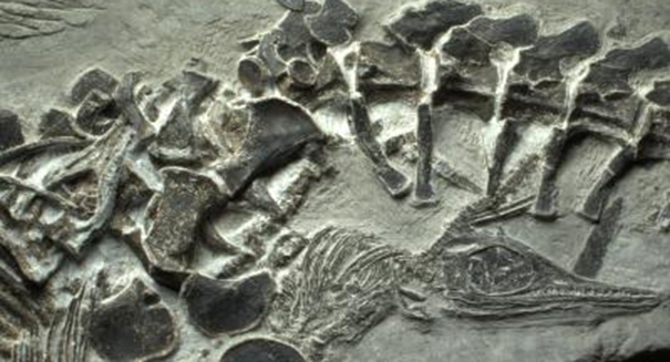 fossil-birth