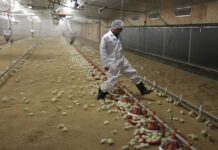 Foster Farms выступила в защиту безопасности своей продукции