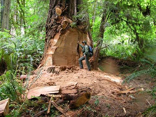 Poachers-thieves-threaten-California-Giant-Redwood-sequoia-trees-cutting-burls-and-bunions-from-trees-national-forest-Newton-B-Drury-Parkway-closed