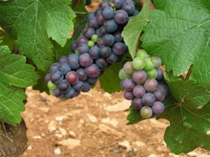 pinot_noir4-500x375