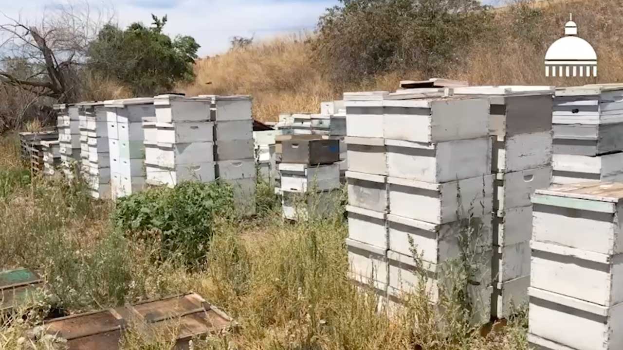 beehives