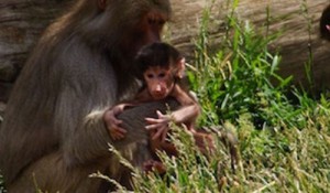 oakland-zoo-baboon-500x292