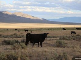 Farm, Nevada