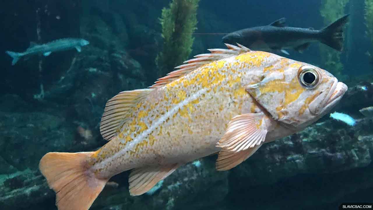 Monterey Bay Aquarium