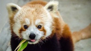 red-panda