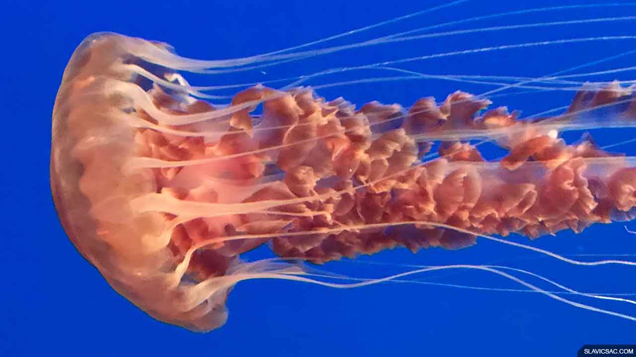 Monterey Bay Aquarium