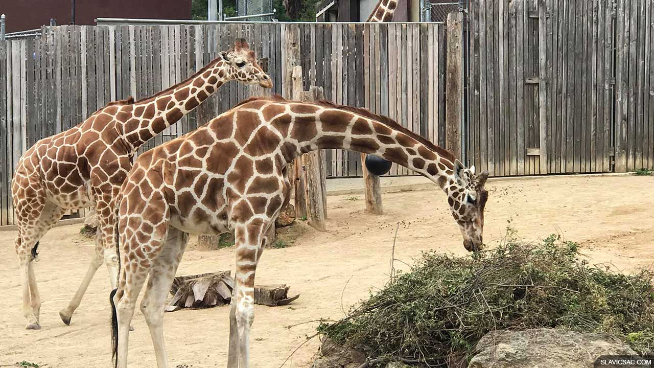 san-francisco-zoo-giraffe