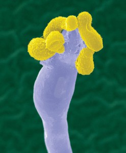 Грибы Cryptococcus gattii