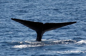 Blue_whale_dives_640