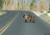 bear