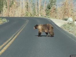 bear
