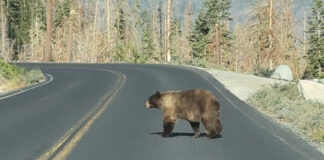 bear