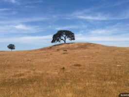 california