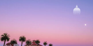 san-francisco-palms