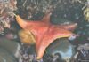 Sea star