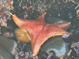 Sea star