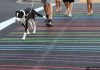 Rainbow crosswalk, Sacramento, California