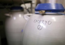 Замороженные эмбрионы уничтожат по решению суда