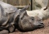 Indian_rhinoceros_in_San_Diego_Zoo