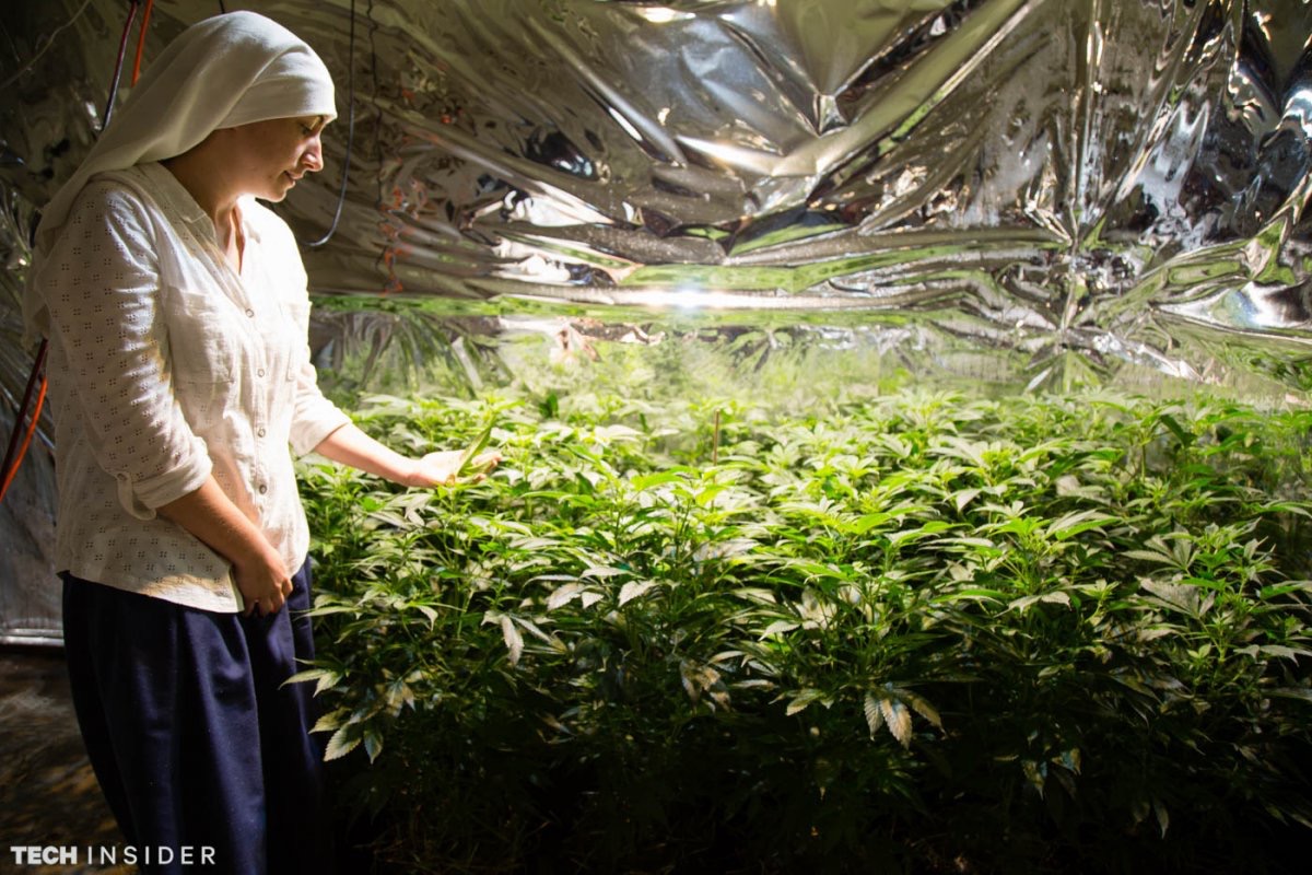 монахини выращивают марихуану
