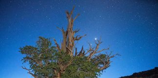 Древнейшеее дерево на Земле