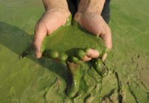 Опасный токсин обнаружен в нескольких калифорнийских водоемах