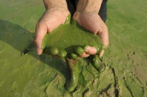 Опасный токсин обнаружен в нескольких калифорнийских водоемах 