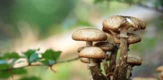 Леся Осийчук