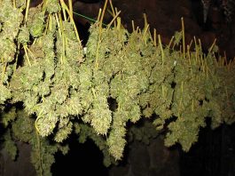 правила выращивания марихуаны