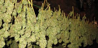 правила выращивания марихуаны