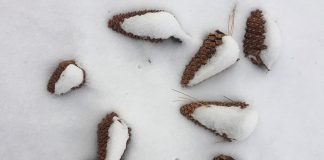 Заморозки в Калифорнии