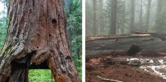 тоннель через дерево