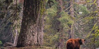 как вести себя при встрече с медведем