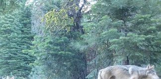 редкий вид волков