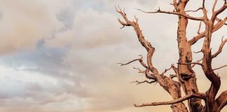 остистая сосна