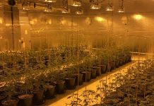 В домашней теплице для марихуаны арестовано трое армян cannabis