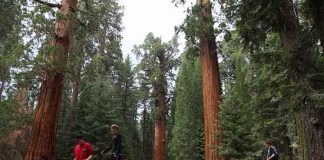 Трамп объявил о предстоящем открытии национальных парков Йосемитский национальный парк