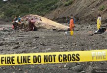 Житель Мэна признал вину в торговле частями китов и птиц Dead whale