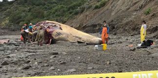 Dead whale