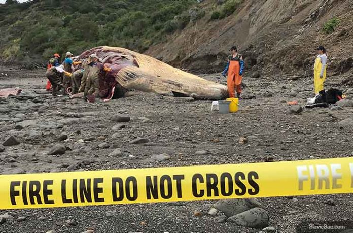 Dead whale
