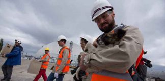 Бездомные собаки из России и Украины находят пристанище в США