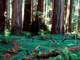 redwood national park