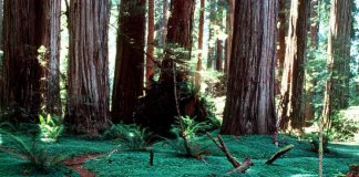 redwood national park