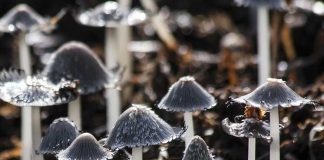 психоделические грибы