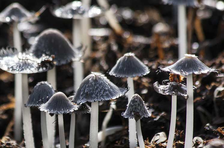 психоделические грибы