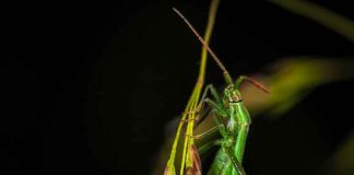 За коронавирусом идут потоп, засуха, голод и остальные Казни Египетские