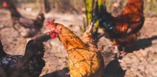 2 миллиона кур будет убито на птицефермах в связи с нехваткой персонала